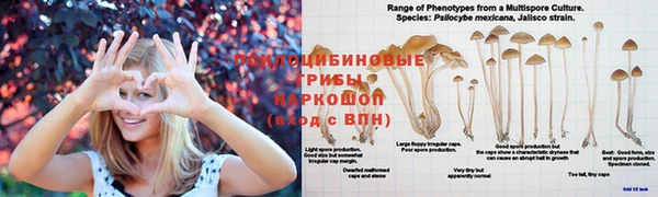 крисы Липки